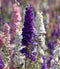 Delphinium Giant Imperial Larkspur
